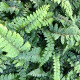 POLYSTICHUM polyblepharum