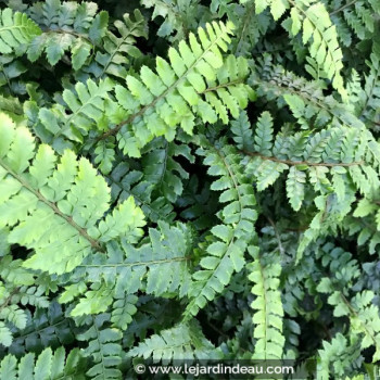 POLYSTICHUM polyblepharum