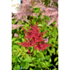 ASTILBE japonica 'Red Sentinel' ASTILBE japonica 'Red Sentinel'