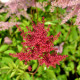 ASTILBE japonica 'Red Sentinel'