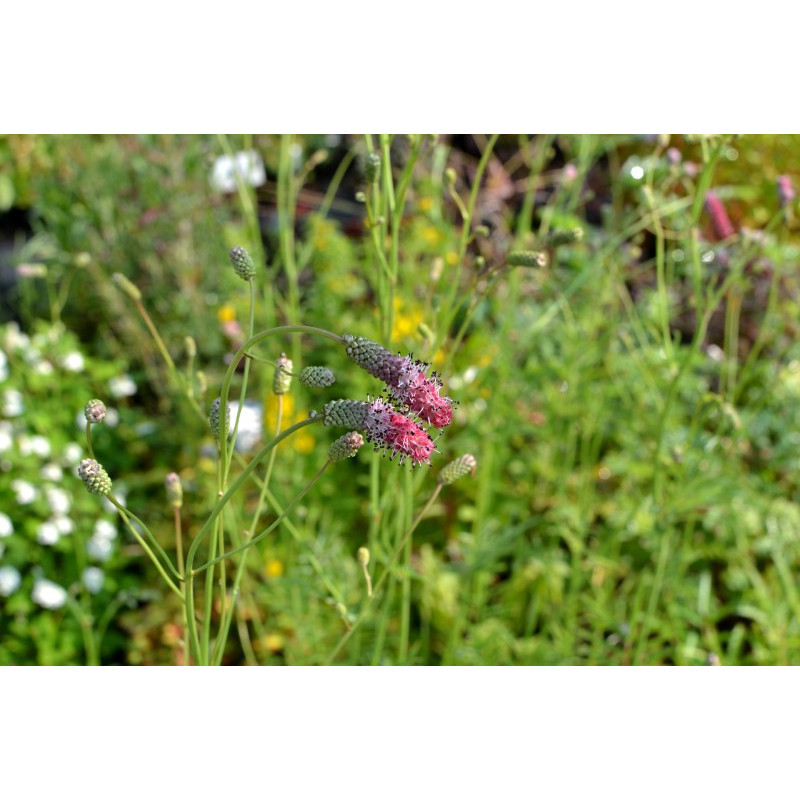 SANGUISORBA tenuifolia 'Purpurea'