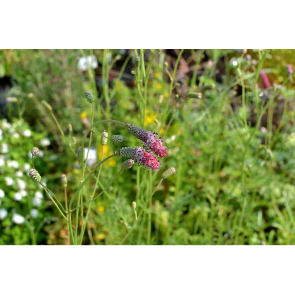 SANGUISORBA tenuifolia 'Purpurea'