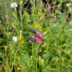 SANGUISORBA tenuifolia 'Purpurea'