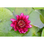 NYMPHAEA 'Black Princess'