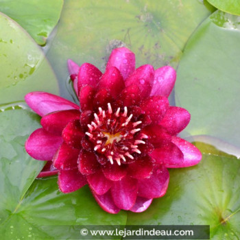NYMPHAEA &#039;Black Princess&#039;
