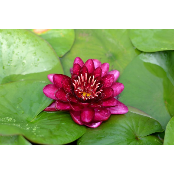 NYMPHAEA 'Black Princess'