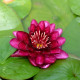 NYMPHAEA 'Black Princess'