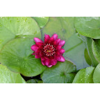 NYMPHAEA 'Black Princess'