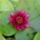 NYMPHAEA 'Black Princess'