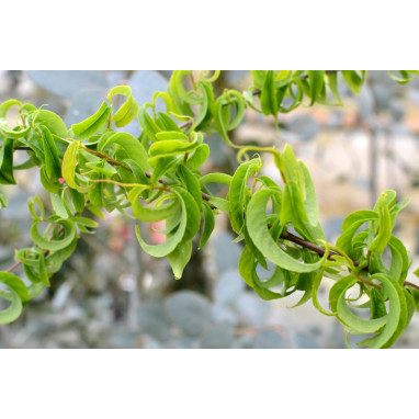SALIX babylonica \'Crispa\'