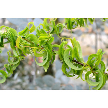 SALIX babylonica \'Crispa\'