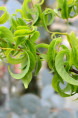 SALIX babylonica 'Crispa'