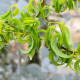 SALIX babylonica 'Crispa'