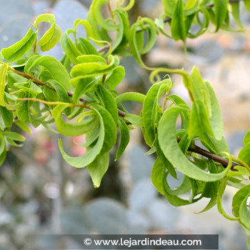 SALIX babylonica &#039;Crispa&#039;