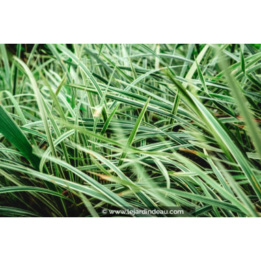 OPHIOPOGON jaburan \'Vittatus\'