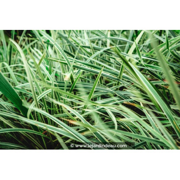OPHIOPOGON jaburan \'Vittatus\'