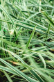 OPHIOPOGON jaburan 'Vittatus'