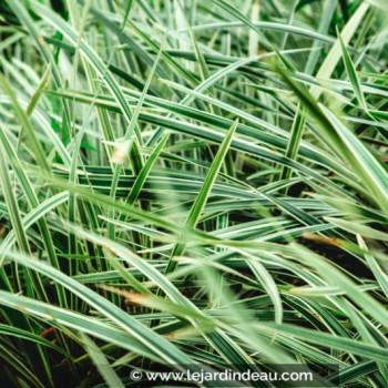 OPHIOPOGON jaburan &#039;Vittatus&#039;