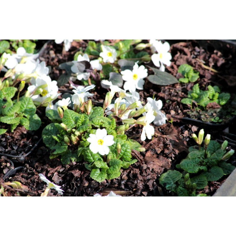 PRIMULA japonica 'Alba'