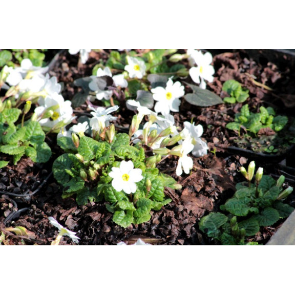 PRIMULA japonica 'Alba'