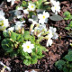 PRIMULA japonica 'Alba'