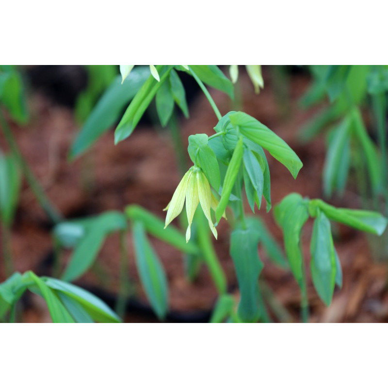 UVULARIA grandiflora