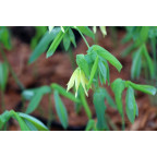 UVULARIA grandiflora
