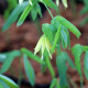 UVULARIA grandiflora