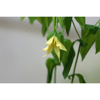 UVULARIA grandiflora