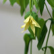 UVULARIA grandiflora