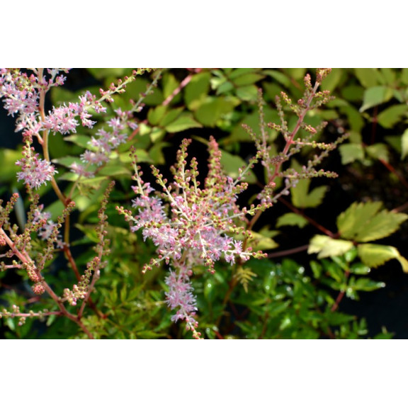 ASTILBE chinensis var. pumila 'S&eacute;r&eacute;nade'