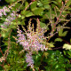 ASTILBE chinensis var. pumila 'Sérénade'