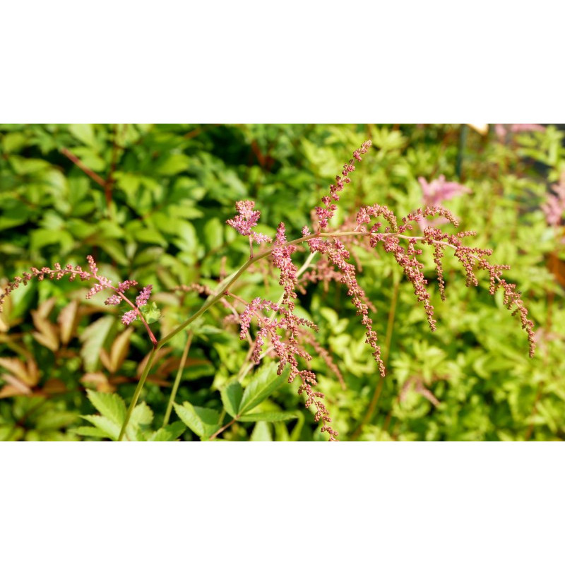 ASTILBE thunbergii 'Straussenfeder'