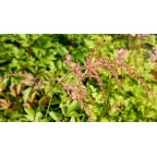 ASTILBE thunbergii 'Straussenfeder'