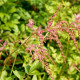 ASTILBE thunbergii 'Straussenfeder'