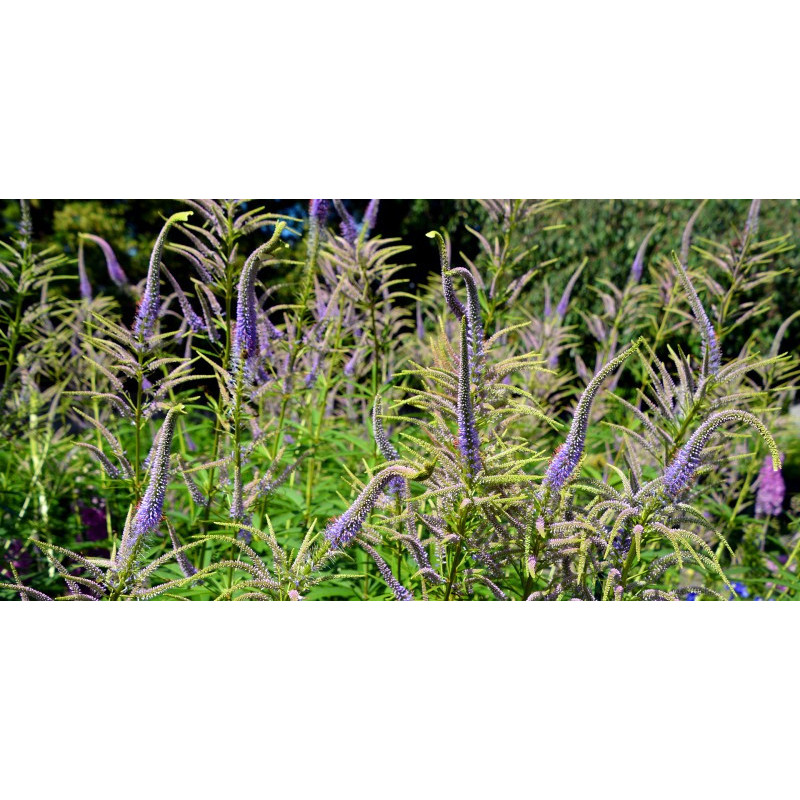 VERONICASTRUM virginicum 'Lavendelturm'