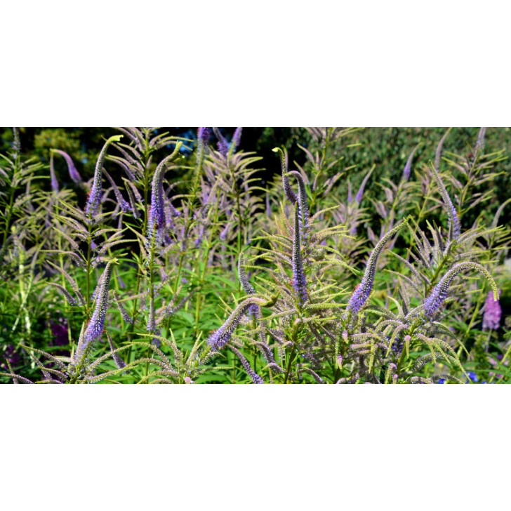 VERONICASTRUM virginicum 'Lavendelturm'