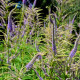 VERONICASTRUM virginicum 'Lavendelturm'