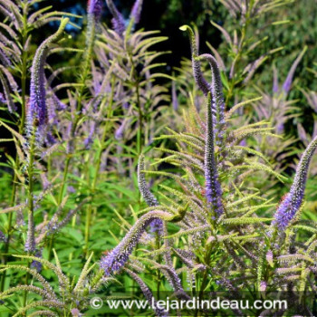 VERONICASTRUM virginicum &#039;Lavendelturm&#039;