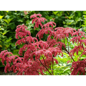 RODGERSIA pinnata \'Elegans\'