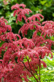 RODGERSIA pinnata 'Elegans'