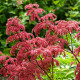 RODGERSIA pinnata 'Elegans'