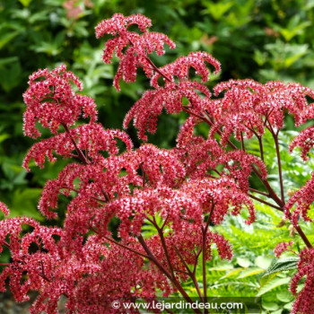 RODGERSIA pinnata &#039;Elegans&#039;