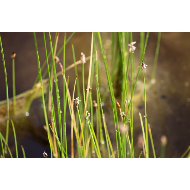 ELEOCHARIS palustris