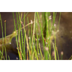 ELEOCHARIS palustris