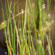 ELEOCHARIS palustris