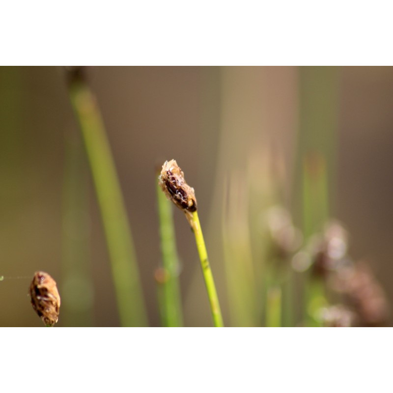 ELEOCHARIS palustris