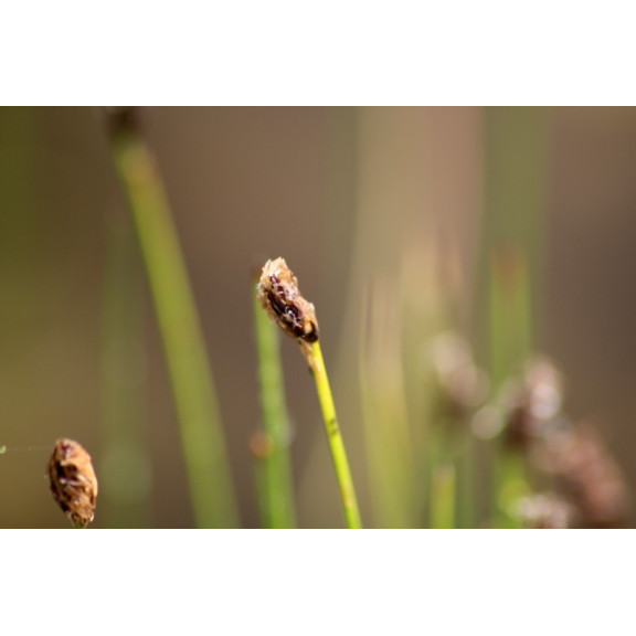 ELEOCHARIS palustris