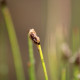 ELEOCHARIS palustris