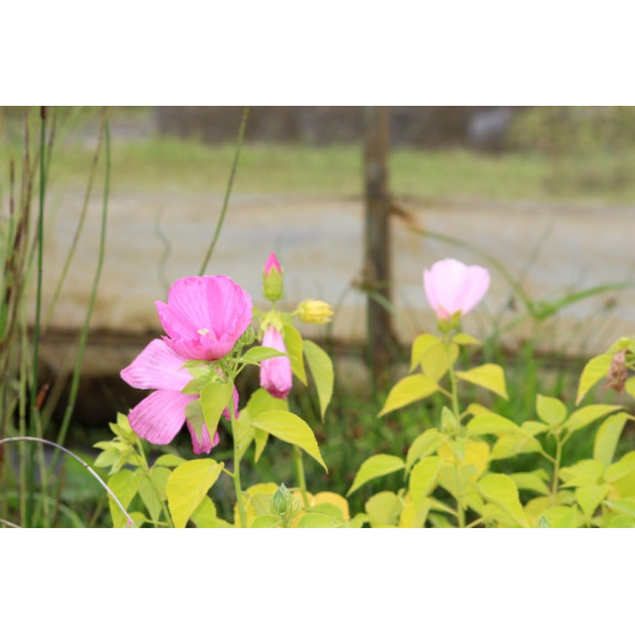 HIBISCUS moscheutos subsp. palustris